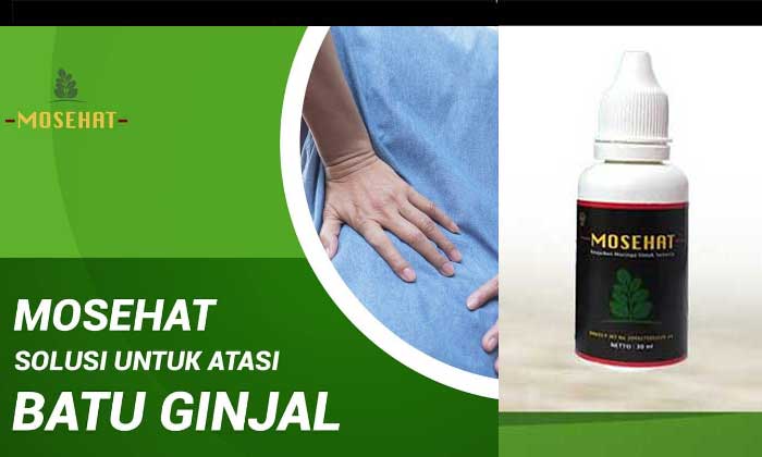 Mosehat untuk Batu Ginjal